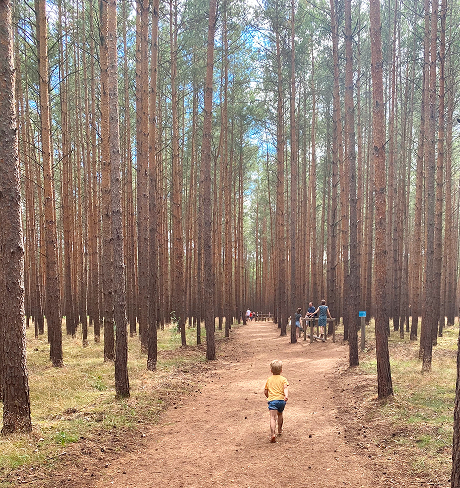 Wald Umgebung Ferienpark