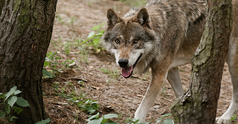 Wildpark Schorfheide