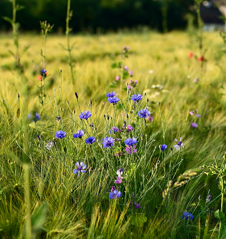 Brandenburg Ferienpark